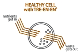 tre en en_healthy cell GNLD Tre-en-en lipids and sterols feed your cell membranes