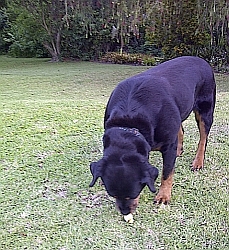 Avoiding the internet bloodhound sniffing out email addresses 